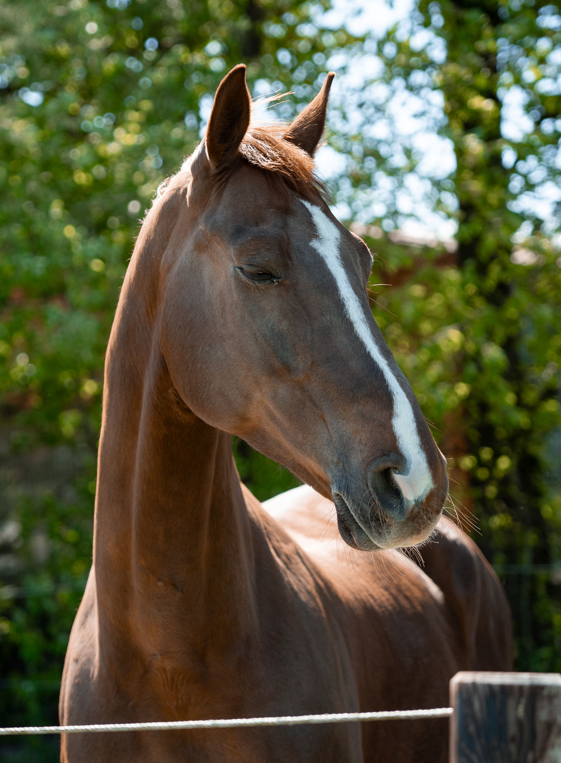 Pferd_doesend_hoch