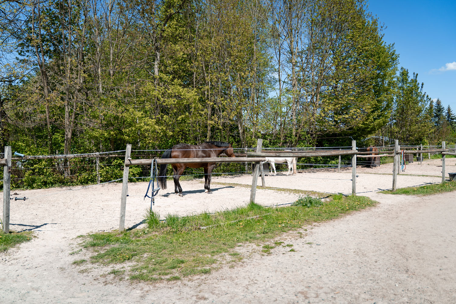 paddock